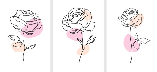 One line drawing. Decorative beautiful english garden rose with bud and color spots. Minimalist hand drawn sketch. Vector stock illustration.	 - 427593401