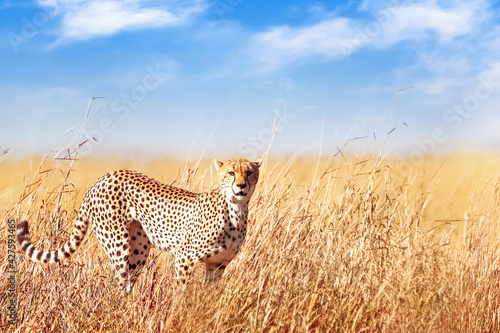 Cheetah in the African savannah. Africa, Tanzania, Serengeti National Park. Wild life of Africa.