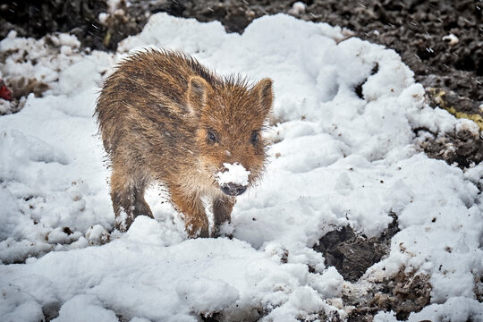 Frischlinge ( Sus scrofa ).