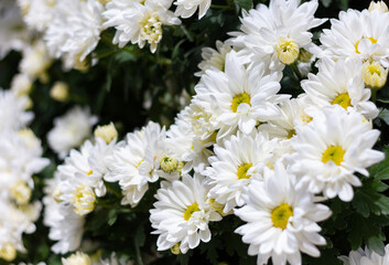 White Daisies flower is blooming beautifully in the garden.
