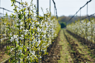 Farm of young cherry trees during blossom in spring.