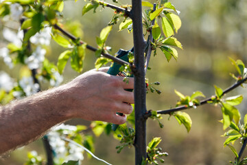 Farmer pruning cherry trees and branches of young trees during blossom in spring.
