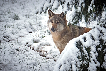 Ein Europäischer Wolf ( Canis lupus ).