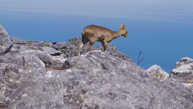 A pair of klipspringer antelopes in natural habitat, Table Mountain, South Africa.