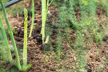 Close up of fresh asparagus plant growing at vegetable plantation