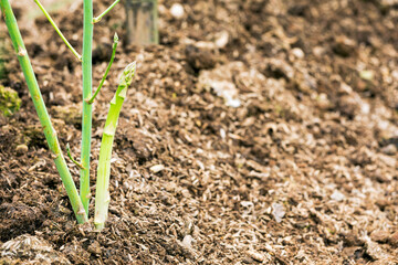 Close up of fresh asparagus plant growing at vegetable plantation