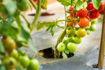 Close up of fresh tomatoes get ripe at vegetable plantation