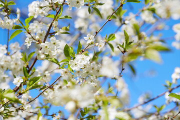 cherry blossoms on a sunny bright day