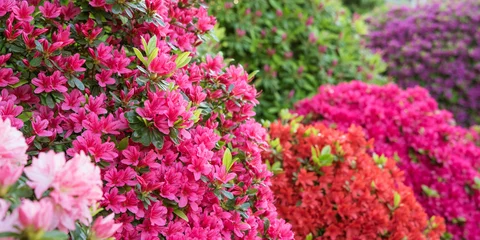 Crédence de cuisine en verre imprimé Azalée Fleurs d& 39 azalées multicolores dans le jardin japonais Jardin japonais avec des azalées colorées en pleine floraison