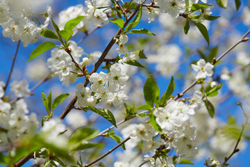 cherry blossoms on a sunny bright day