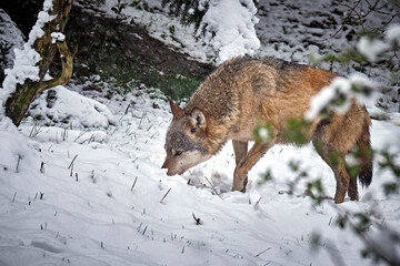 Ein Europäischer Wolf ( Canis lupus ).