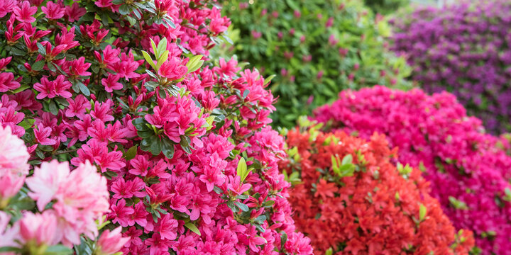 Multicolored azalea flowers in Japanese garden　色とりどりのツツジが満開の日本庭園