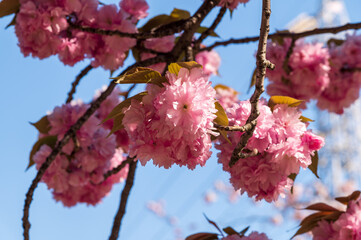 八重桜