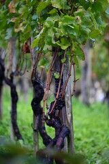 wine grapes on a plant