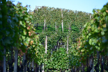 Fototapeta na wymiar vineyard in Liechtenstein, Europe