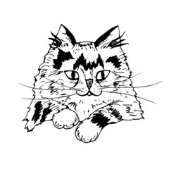 Cute cat. Vector black and white illustration.