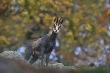 chamois in autumn forest. Winter scene with horn animal. Rupicapra rupicapra. Animal from Alp.