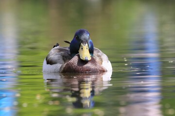 Beautiful male mallard floats in water. Wildlife scene from nature. Mallard in the nature habitat. Anas platyrhynchos