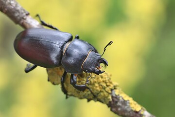 Female of the stag beetle on a close up picture in its natural environment - sitting on the branch. A rare and endangered beetle species with large mandibles, occurring in Europe. Lucanus cervus