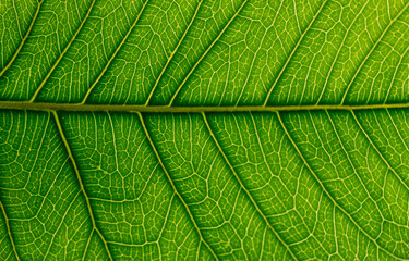 Macro detail of a leaf, green, with veins pattern and texture details, isolated.