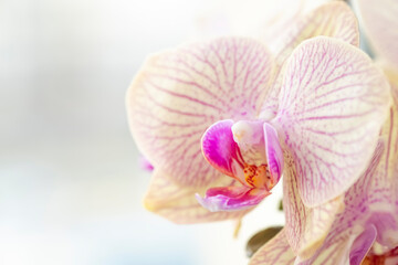 Fototapeta na wymiar Beautiful orchid flower. Macro view