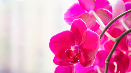 Beautiful violet orchid flower. Text space