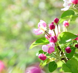 Blüten des Apfelbaum im Sonnenschein im Frühling in Lana bei Meran - Südtirol - Italien - Europa
