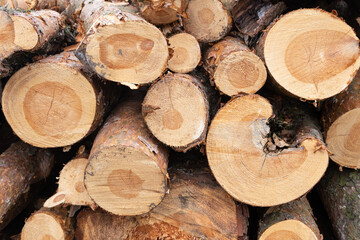 Chopped and stacked pine trees after felling trees