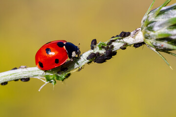 Close-up of a ladybird eating an aphid