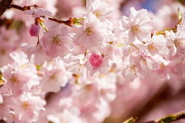 cherry_blossom_04