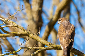 Buzzard in the forest. Sitting on a branch of a deciduous tree in winter. Wildlife Bird of Prey,. Detailed feathers in close up. Blue sky behind the trees. Wildlife scene from nature, seen from behind