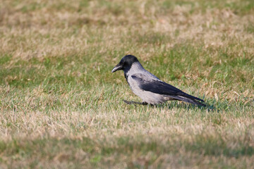 Nebelkrähe bei der Futtersuche im Frühjahr