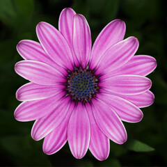 Obraz premium close up of flower in macro