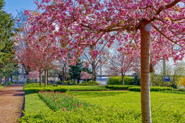 Frühling in einem Park am Rhein in Düsseldorf