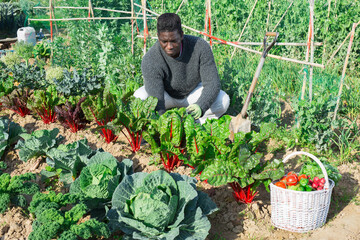African man farmer with shovel caring for beets in his garden