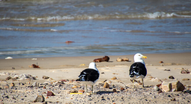 Two kelp gulls isolated on a beach next to some abandoned plastic