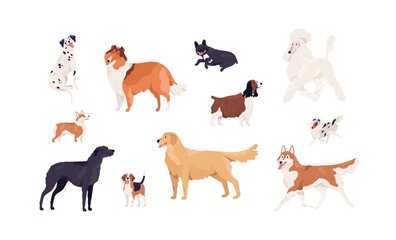 Dogs of different canine breeds isolated on white background. Doggy pets such as royal Poodle, French Bulldog, Collie, Beagle, Retriever, Akita, Springer Spaniel. Colored flat vector illustration