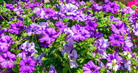 Fototapeta premium Background of lilac little petunia - perfect for garden