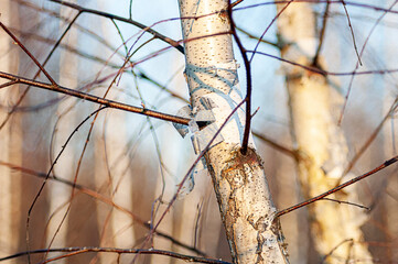Landscape in a young birch forest in early spring at sunset