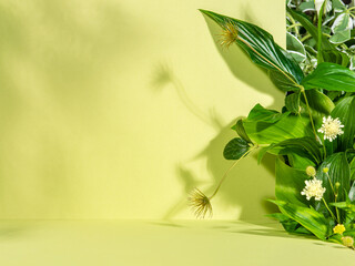 Minimalist botanical background with copy space. Creative showcase with fresh plants for product demonstration, promotion sale, packaging presentation or merchandise. Light and shadow. Front view.