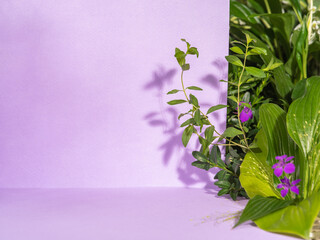 Minimalist botanical background with copy space. Creative showcase with fresh plants for product...