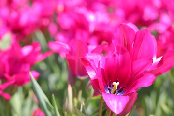 濃いピンクの花