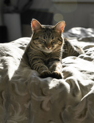 Close-up portrait of a tabby domestic cat that sleeps on a bed at home. Serious and focused animal. Backlight. American shorthair cat. Fluffy kitten