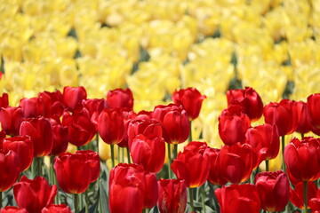 Fototapeta premium チューリップ 