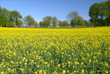Obraz premium Champ de colza en fleur