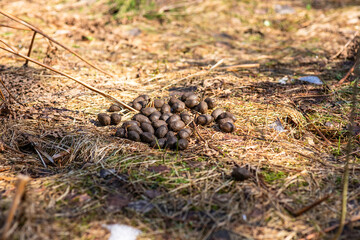 Deer droppings on the ground in a sunny early spring forest.