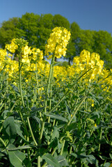 Champ de colza en fleur