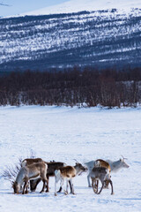 Fototapeta na wymiar Nikkaluokta, Sweden A herd of reindeer grazing on the side of the road.