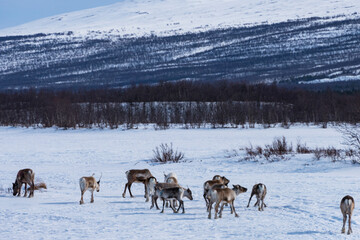 Nikkaluokta, Sweden A herd of reindeer grazing on the side of the road.