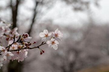 風景素材　公園にさく綺麗な桜